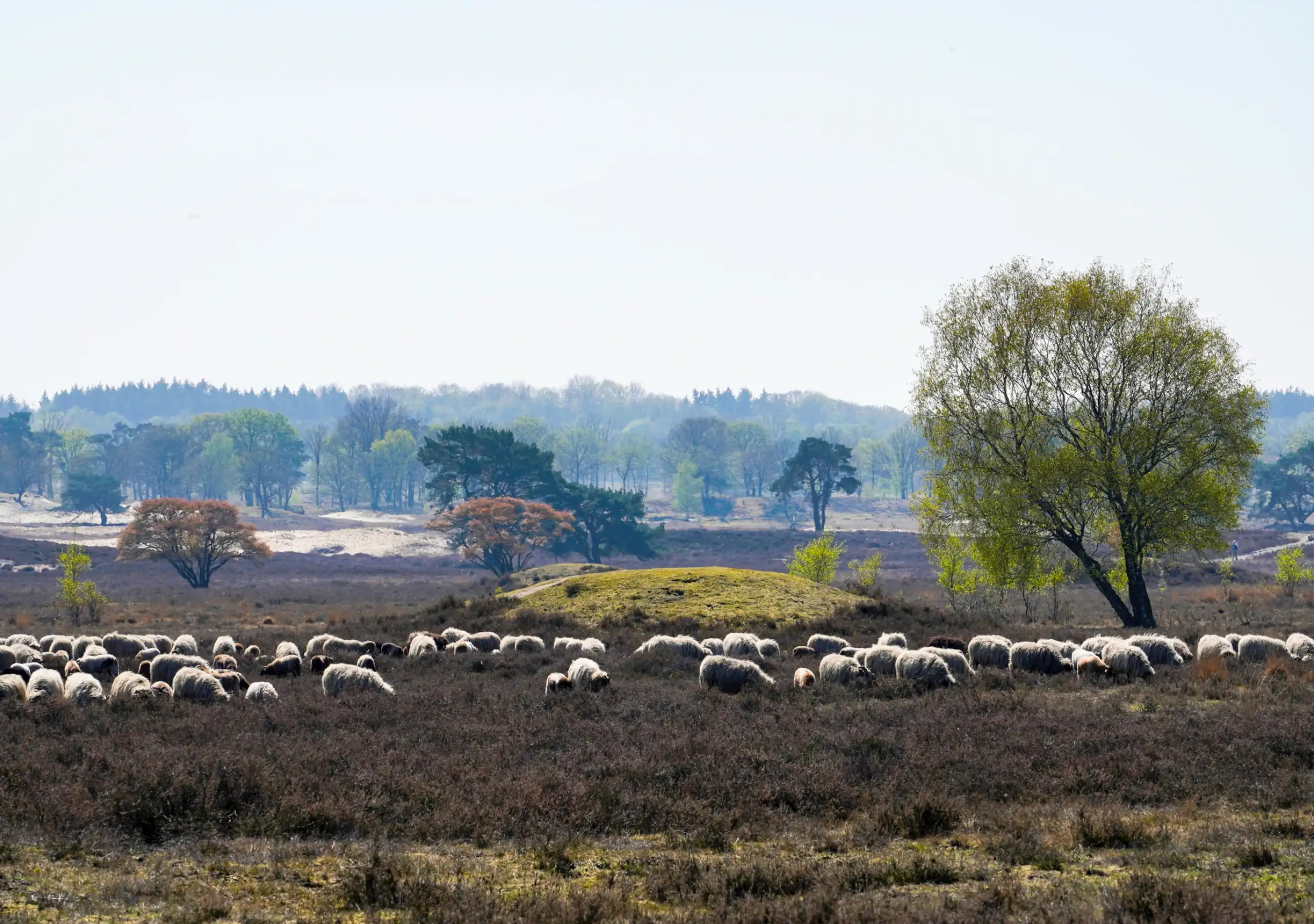 Onze diensten als makelaar in laren